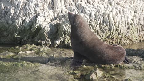 seals on a rocky coastline
