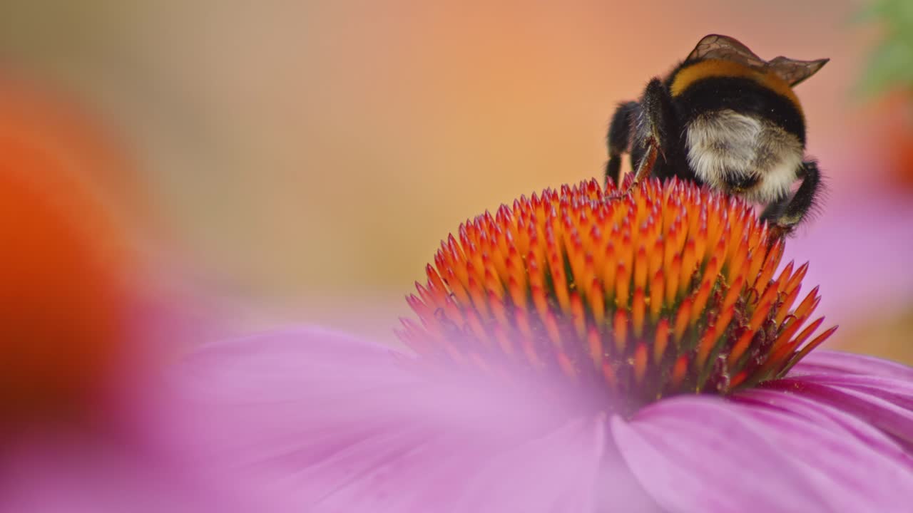 la parte trasera de un abejorro en una flor de cono naranja bebiendo néctar