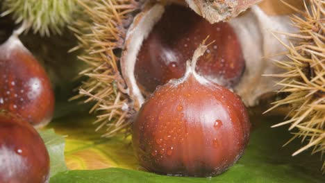 Primer-Plano-Detallado-De-Una-Fruta-De-Castaña