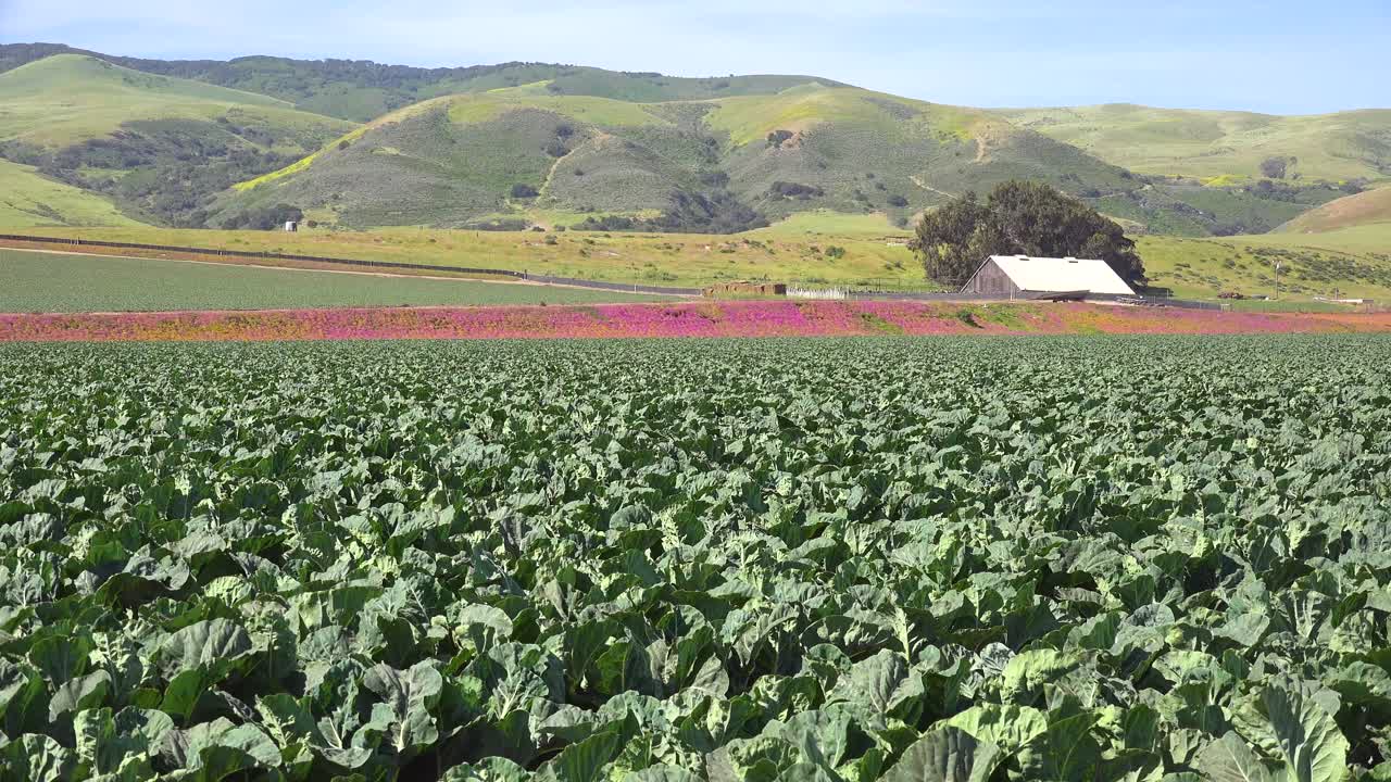 campos de lechuga y finca pintoresca cerca de santa maria santa barbara california