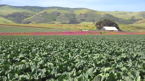 Campos-De-Lechuga-Y-Pintoresca-Granja-Cerca-De-Santa-María,-Santa-Bárbara,-California