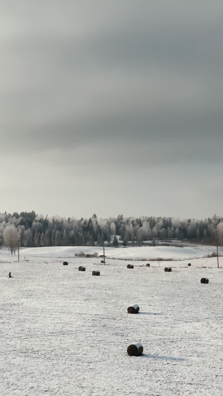 Vertical aerial view of farmland in winter with hay rolls scattered across the snow-covered countryside and sun casting light over frosted trees and a forest in background. Farmhouse in a distance.