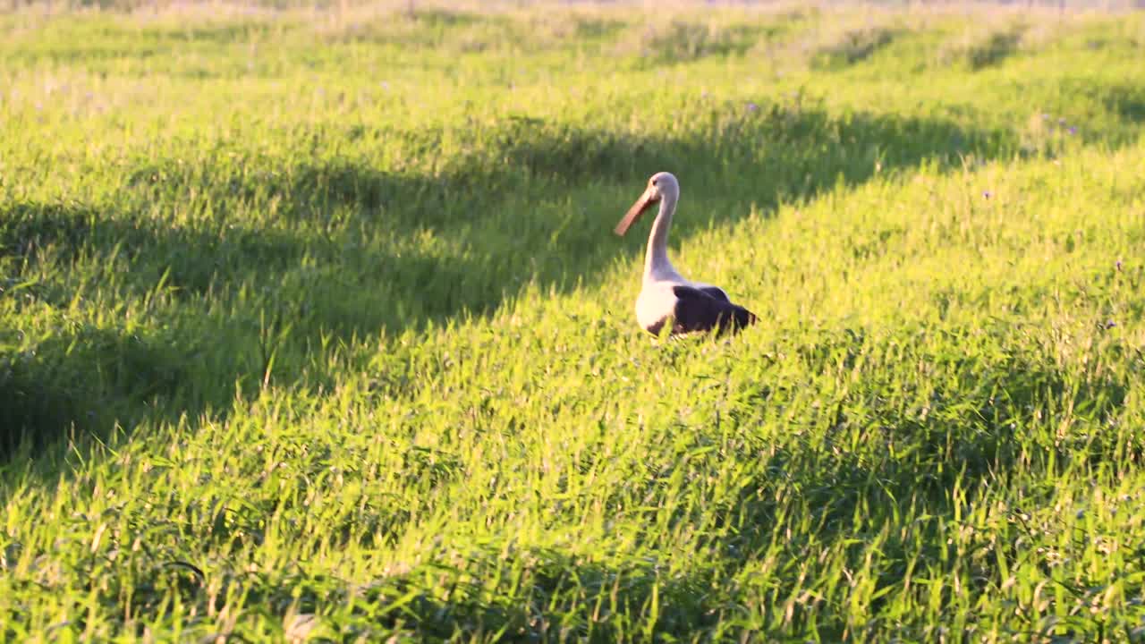 따뜻한 여름 날 저녁 에 밀 들 에서 풀 을 잡는 호랑이
