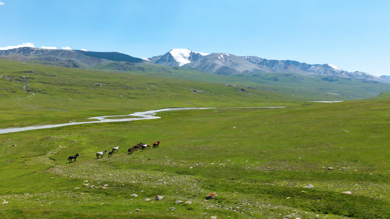 Panoramisk udsigt over heste, der løber frit hen over den tomme, grønne dal i Kirgisistan. Luftfoto
