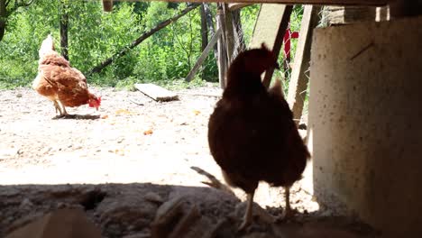 many red chickens on a summer day in the village