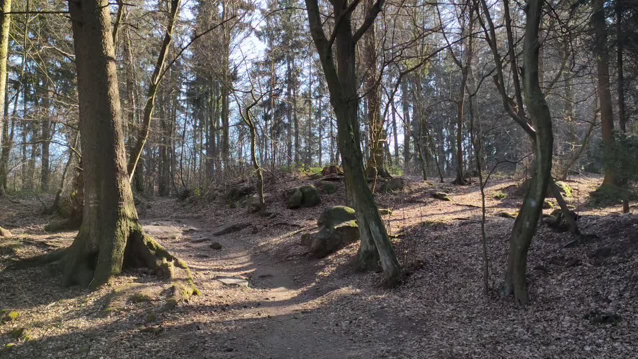 나무에 경로와 여행용 표지판이 있는 아름다운 숲, 햇볕이 잘 드는
