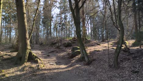 Beautiful-forest-with-a-path-and-touristic-sign-on-a-tree,-sunny