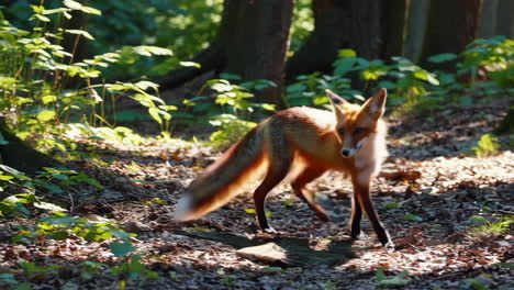 red fox in a forest