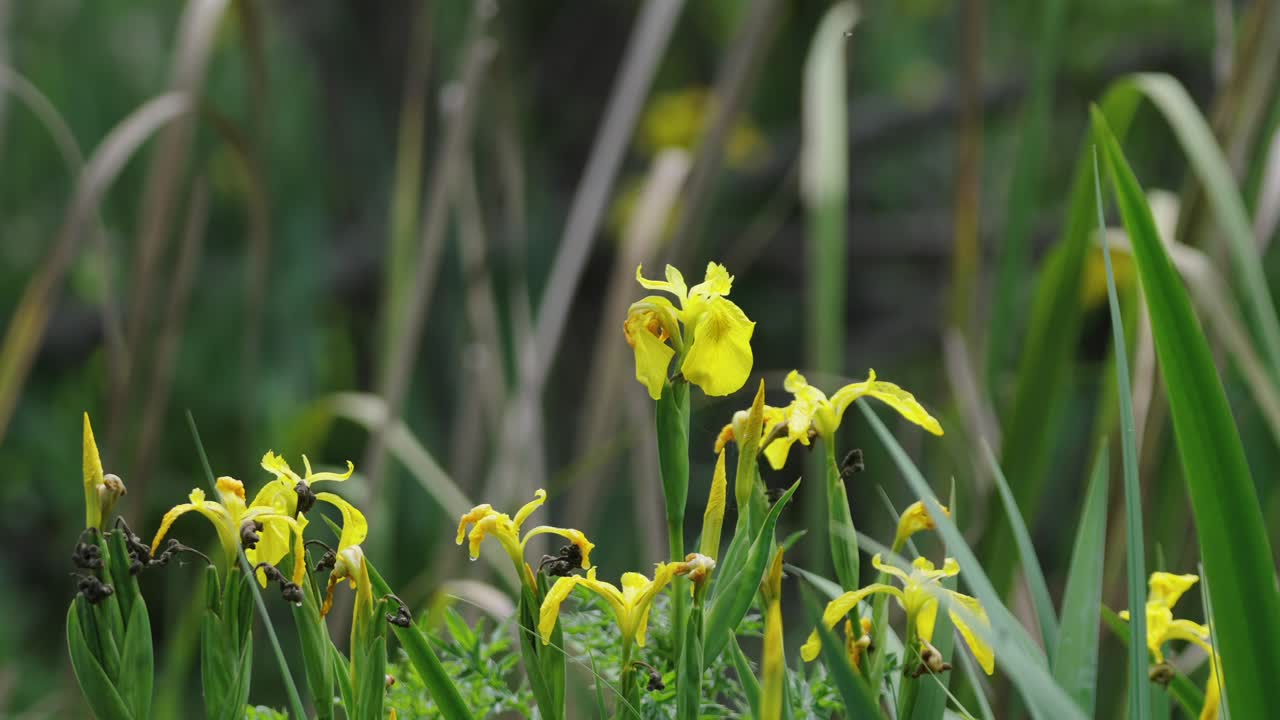 Close-up of a yellow iris flower (Iris pseudacorus) growing among green aquatic plants in the Delta del Paraná wetlands, Argentina, showing vibrant petals and natural habitat illuminated by daylight