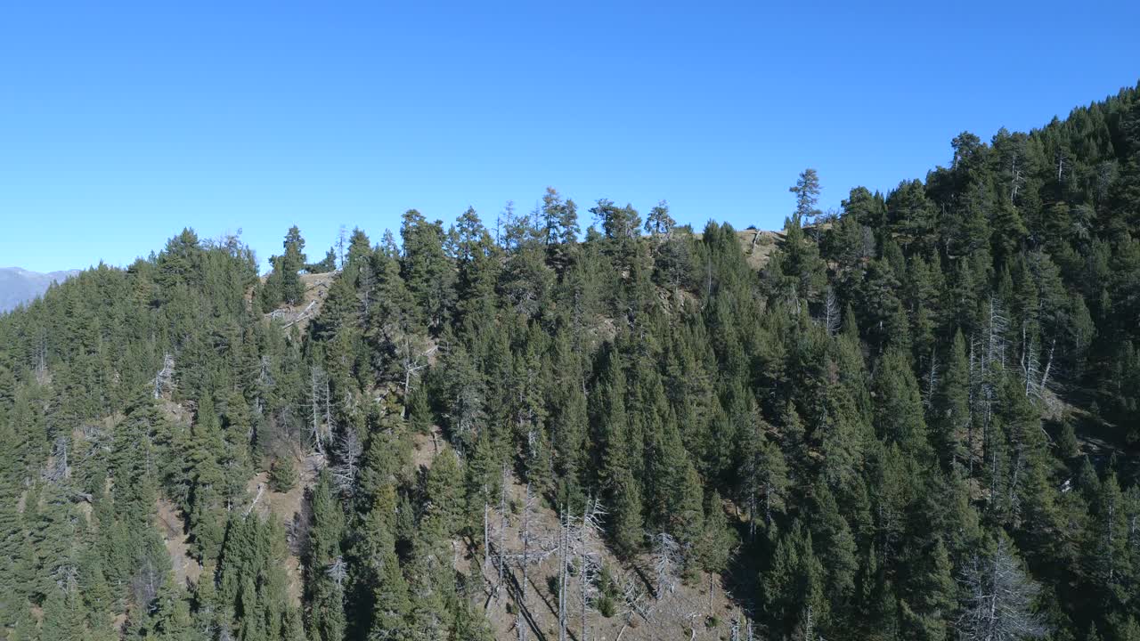 vuela sobre el bosque de espot