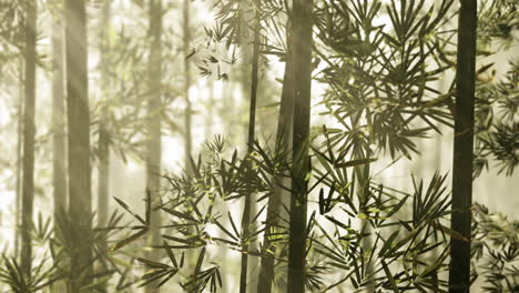 a beautiful shot of a bamboo forest with fog