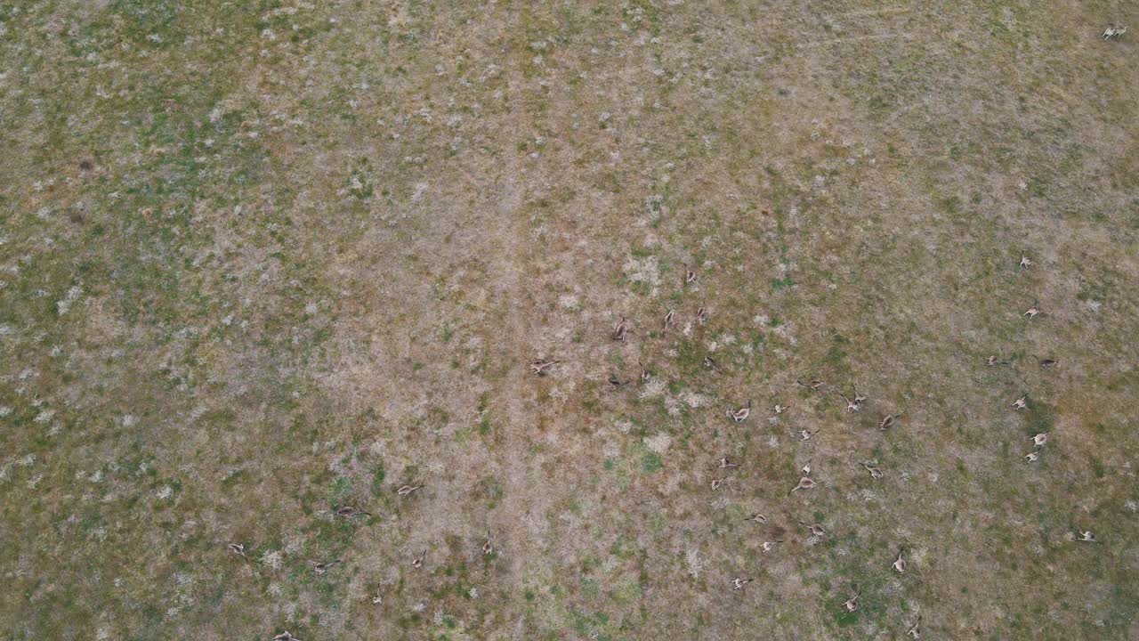 Drone aerial rising and spinning over a mob of Kangaroos on a field