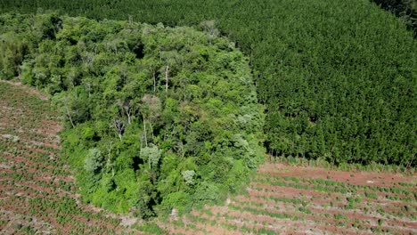 Contraste-Entre-Bosque-Nativo-Y-Plantación-De-Pino.