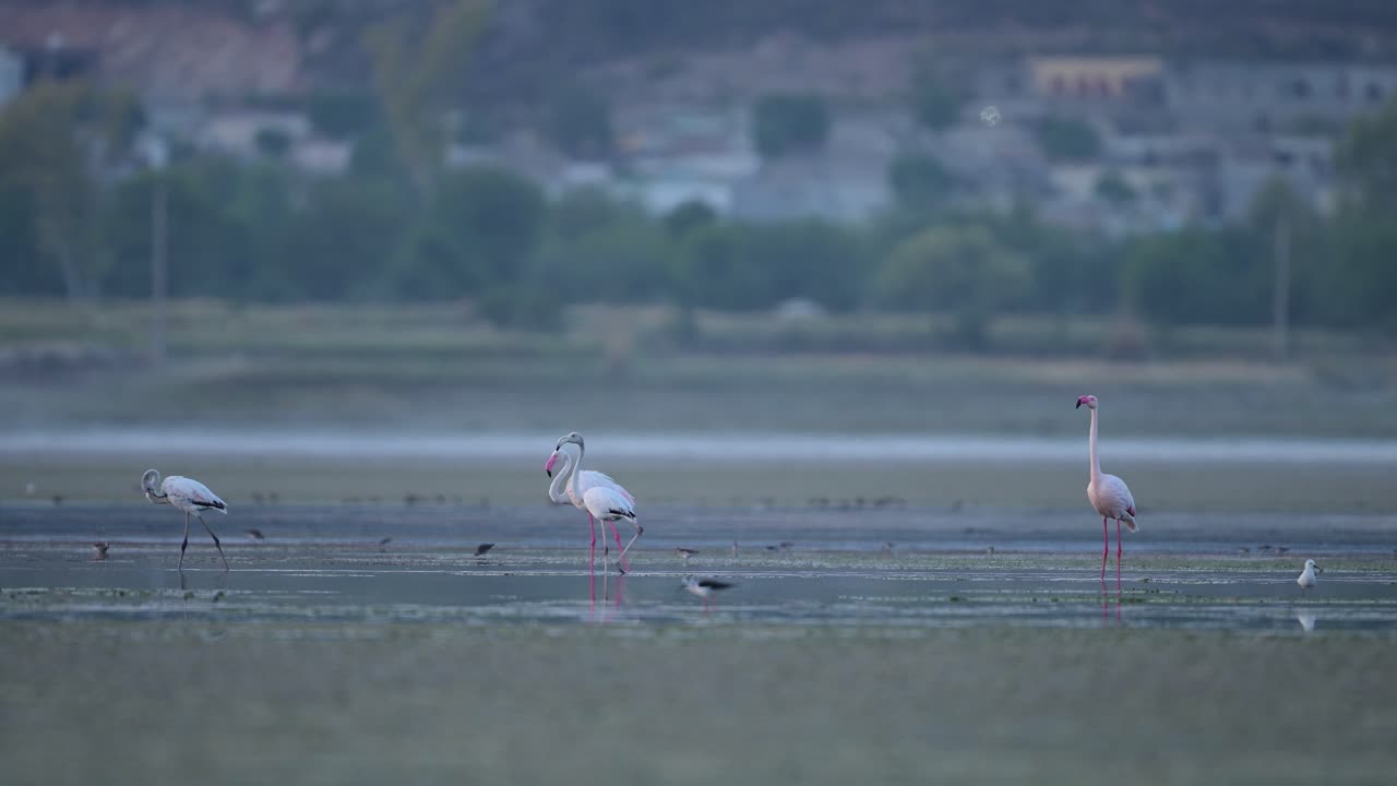 A serene Film of Greater flamingos wading in a shallow wetland at dawn.