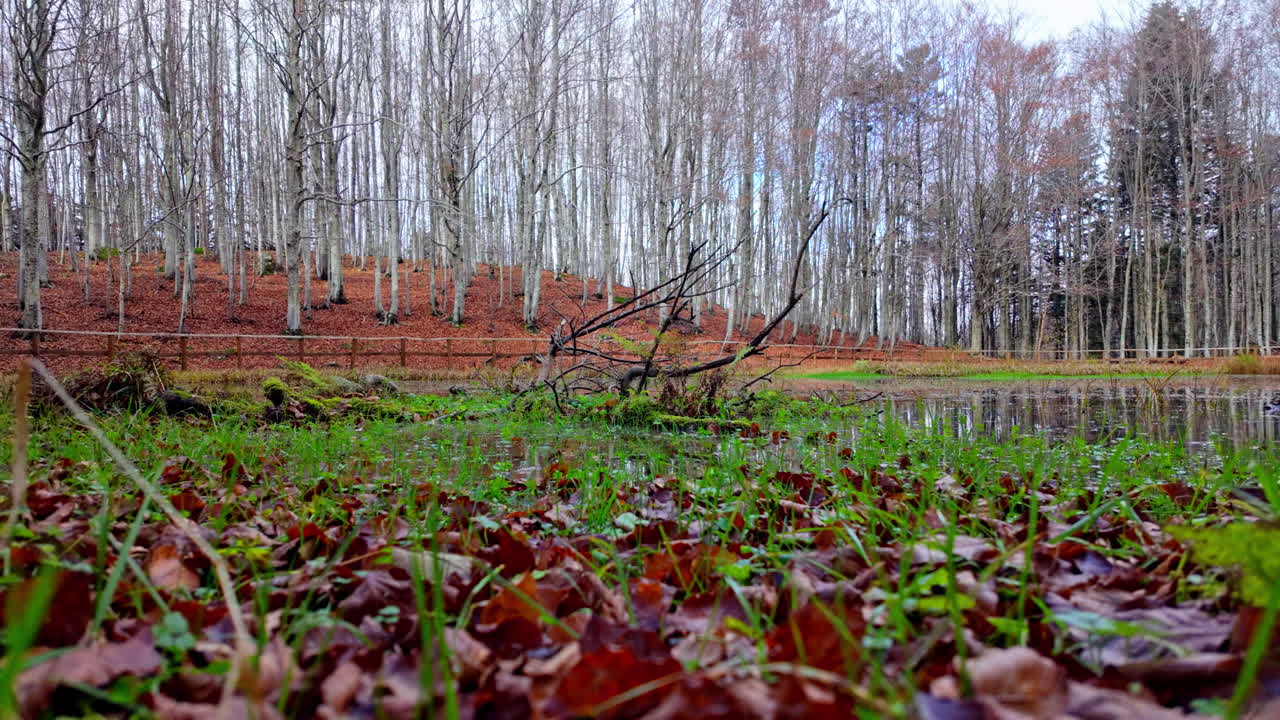 Peaceful autumn forest pond with fallen leaves, calm and serene atmosphere