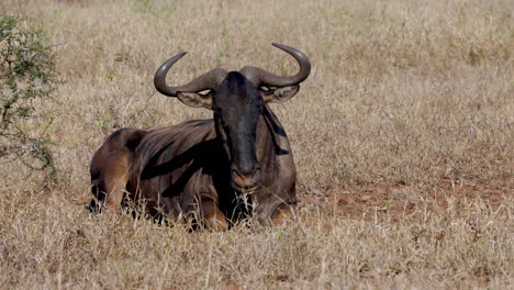 un gnu relajándose al mediodía en la sabana del parque nacional kruger, en sudáfrica