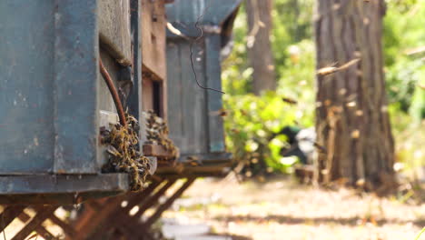 a close-up shot on a bee swarm flying in the apiary