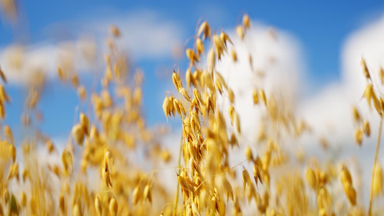 Golden ripe oats swaying under a clear blue sky in sunny weather