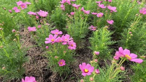 el lapso de tiempo de las flores que florecen en un jardín.