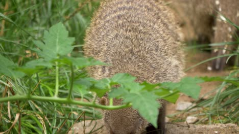 アフリカの草原で道を横切る2頭の移動する縞マングース