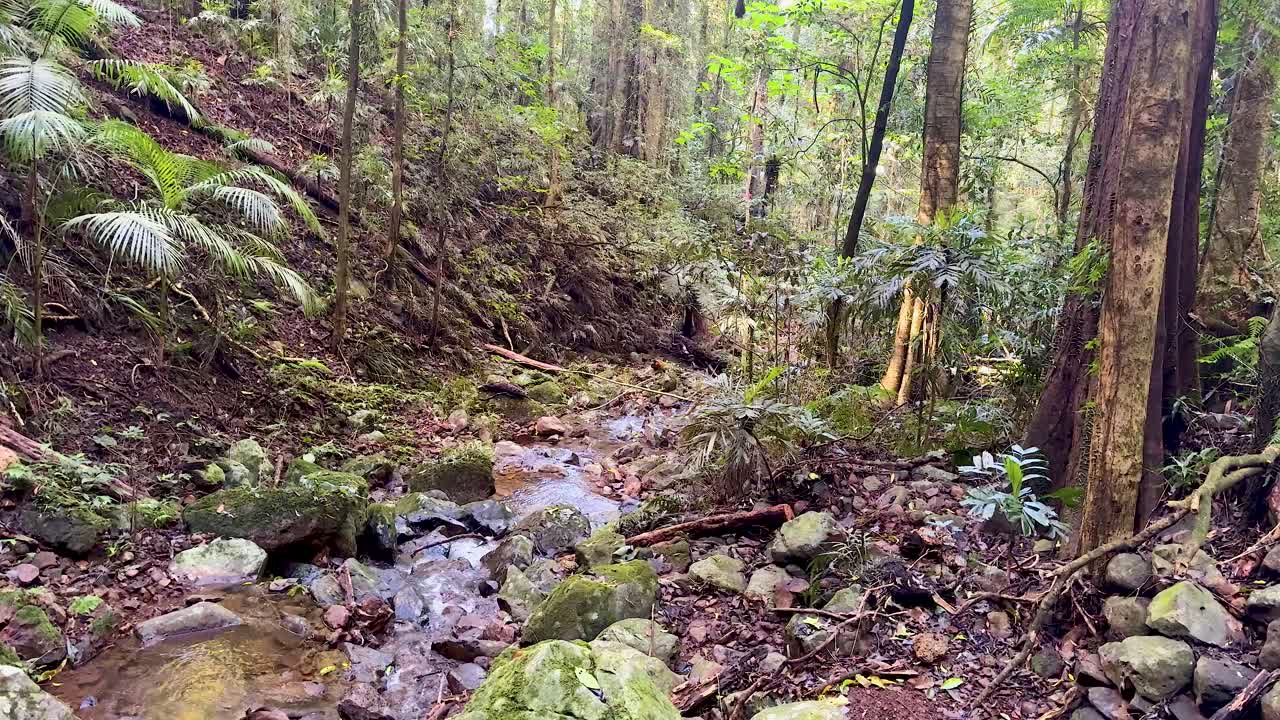 Clear stream flows over rocks in dense rainforest, soft daylight, static wide shot, tranquil mood
