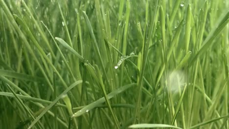 green grass close-up raindrops slowly falling on the grass.