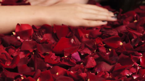 woman, hands or petals from red rose on studio