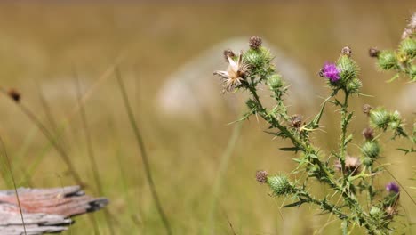 bloom to decay cycle of a flowering plant