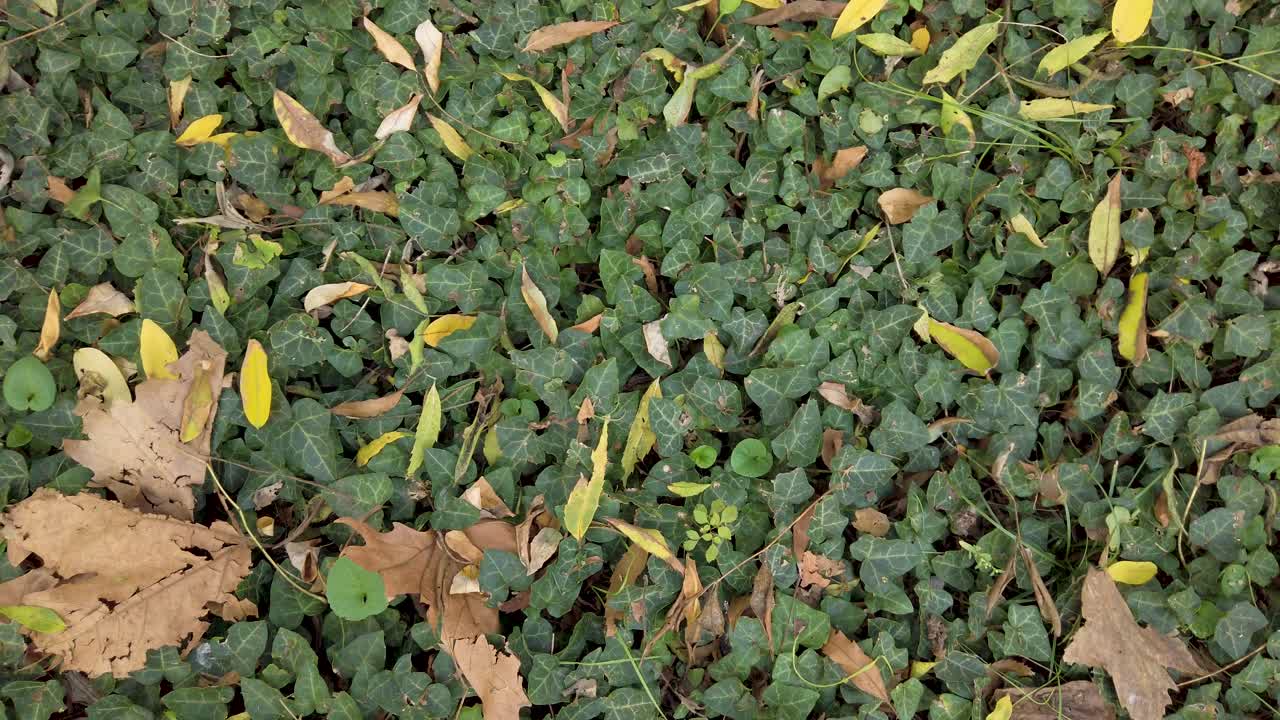 Ground covered with Hedera,  evergreen woody plants - ivy and fallen yellow and orange leaves. Light wind in the autumn day in the park. Pan left.