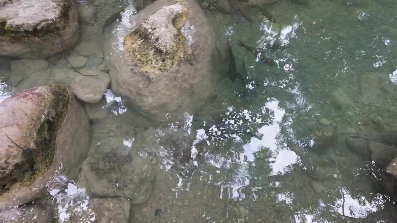 Lunghi pesci di fiume nuotano intorno a pallide rocce sommerse in un ruscello limpido e poco profondo, filmato direttamente dall'alto per progetti sulla natura o sul relax