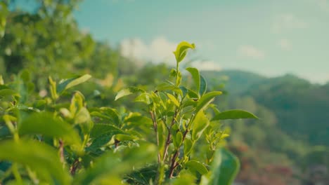 a serene close-up shot of young green tea leaves with fresh morning dew, perfect for themes related to organic farming, sustainability, herbal products, nature, wellness, or asian agriculture.