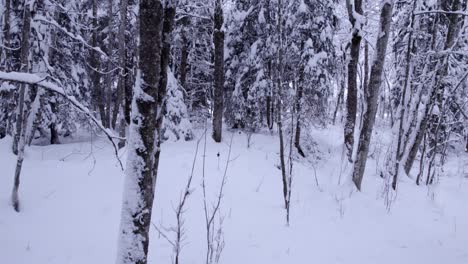 pushing out revealing snow covered trees in swiss alps
