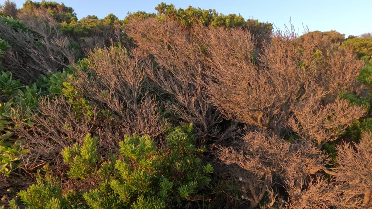 해안 의 차나무 식물 의 공중 사진