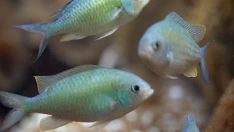 tracking shot of beautiful small fish with neon skin in aquarium during daytime