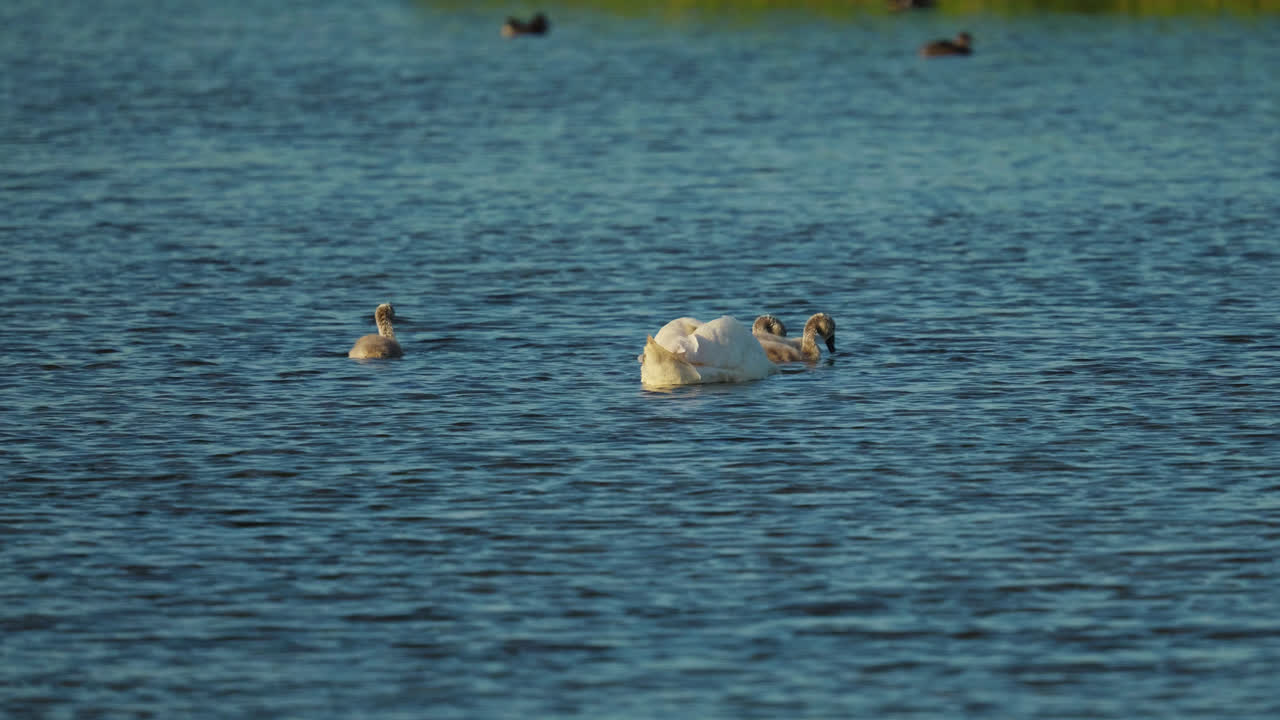 소금 습지 호수 를 가로질러 평화롭게 떠다니는 아름다운  ⁇  백조 의 가족