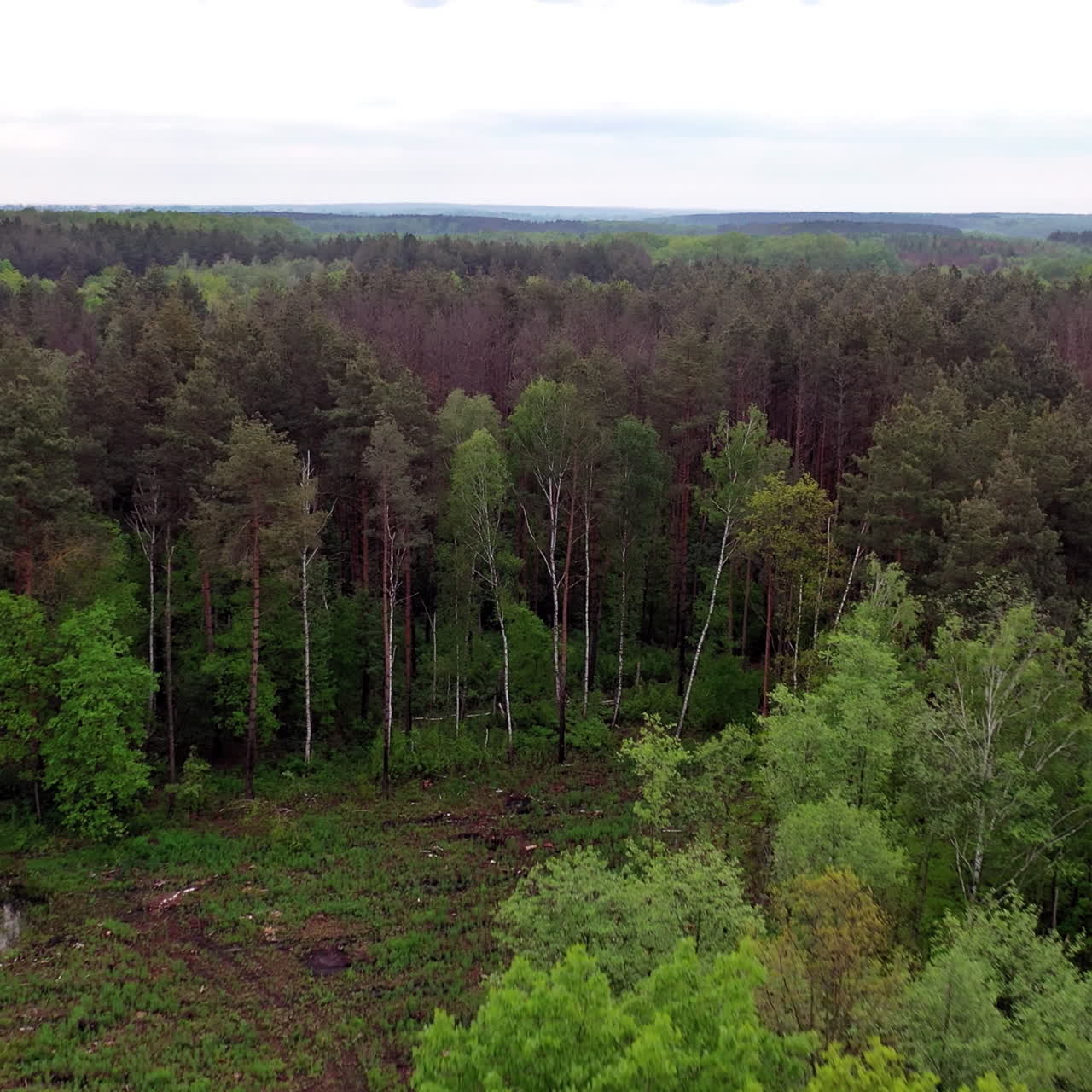 Natural panoramic view of the forest after the rain. Flight over the tops of various trees in woodland outdoors. Motion camera forward.