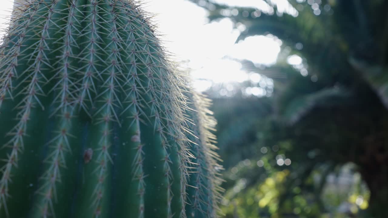 투스 의 근접 사진