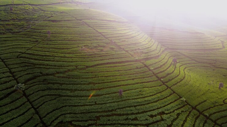 Aerial view of mountain slope that cultivated with green tea plant