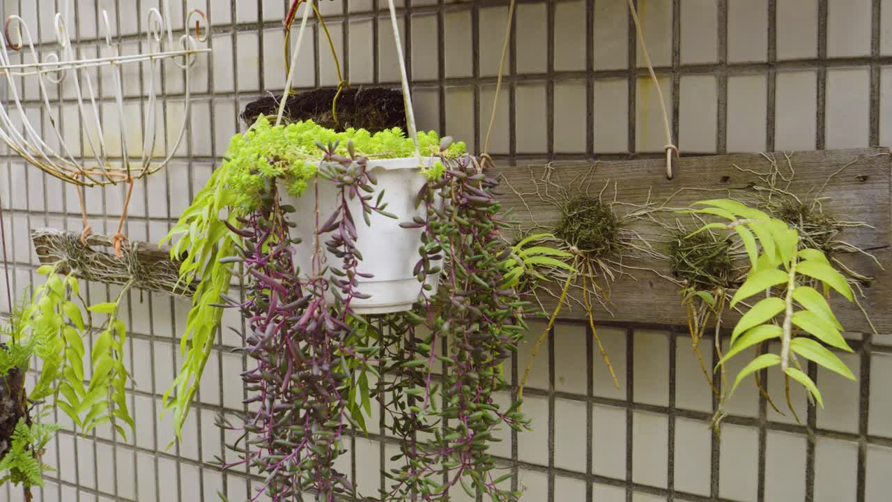 Pan shot of pots of green plants hanging on a terrace wall, outdoor