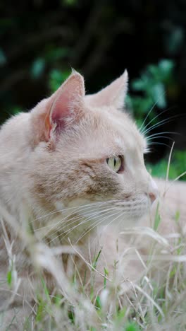 Vídeo-En-Modo-Retrato-De-Un-Hermoso-Gato-Pelirrojo-Claro-En-La-Hierba-De-Un-Jardín,-Con-Las-Orejas-Erguidas-Y-Los-Ojos-Bien-Abiertos,-Mirando-A-Su-Alrededor-Y-Con-Arbustos-Verdes-En-El-Fondo.