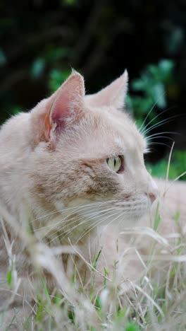 modo de retrato video de un guapo gato rojo claro en la hierba de un jardín, orejas pinchadas y ojos bien abiertos, mirando a su alrededor, arbustos verdes en el fondo