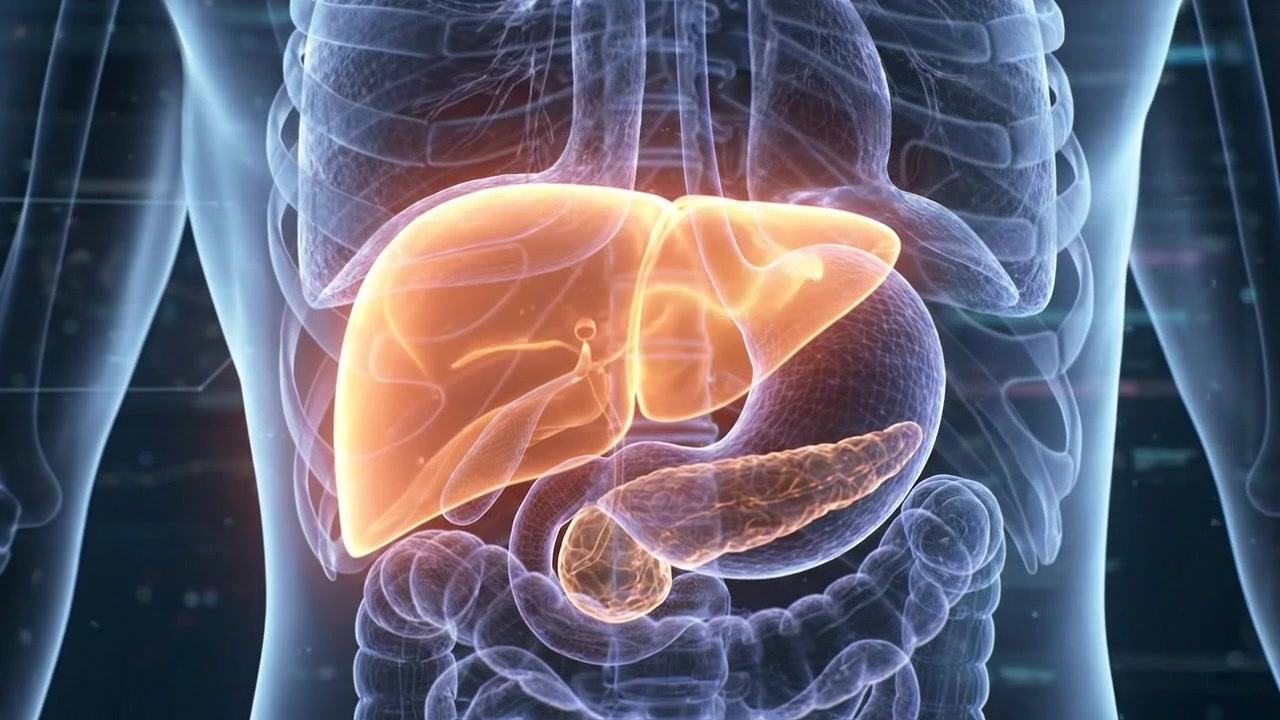 3D Medical Animation of Human Liver Anatomy