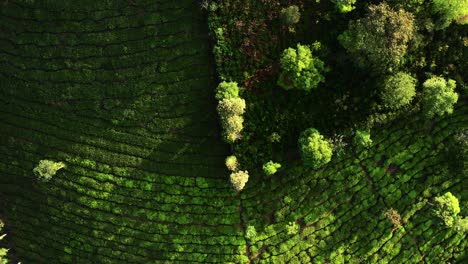 toma de arriba hacia abajo de las plantaciones de té en vagamon