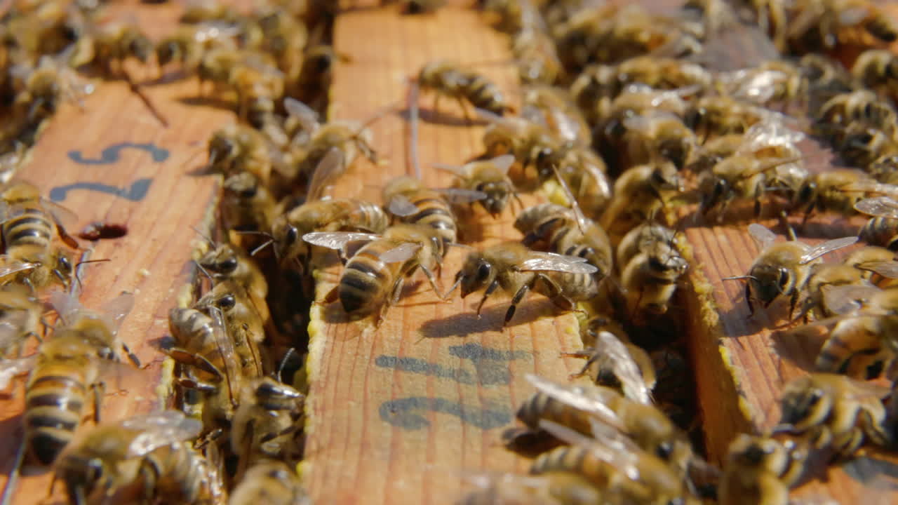 Close-up of honey bees on frames in a hive. Macro of bees working in honeycombs