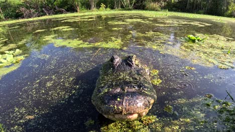 la cámara de caza de cocodrilos en el borde de las aguas slomo aterrador