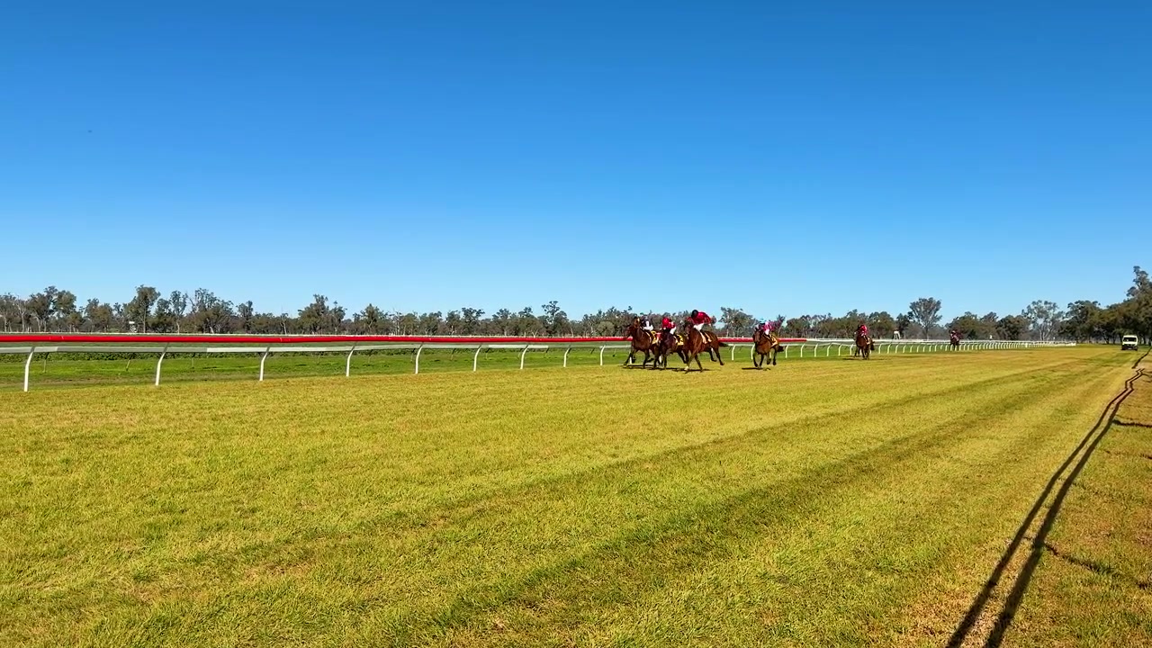 Group of Thoroughbred Horses Racing on a Sunny Day