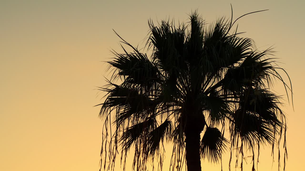 Close-up silhouette of palm tree in front of sunset colored sky, Tenerife