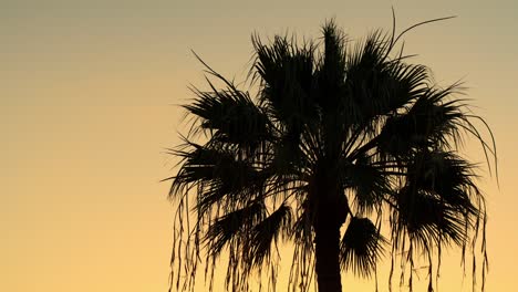 Nahaufnahme-Der-Silhouette-Einer-Palme-Vor-Dem-Gefärbten-Himmel-Des-Sonnenuntergangs,-Teneriffa