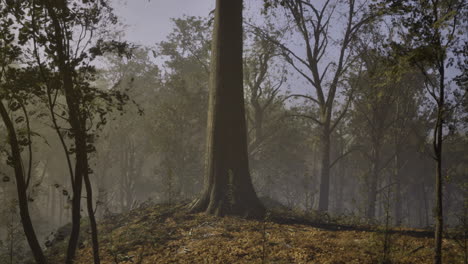 majestic tree surrounded by misty forest at dawn creating a serene atmosphere