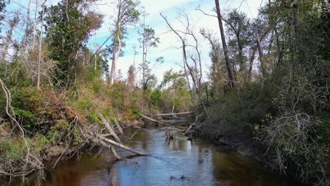 levantándose de los árboles caídos por el agua en econfina creek en florida panhandle